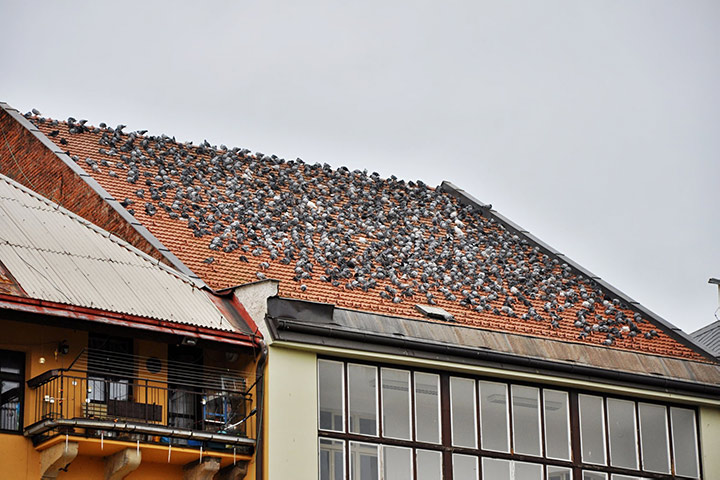 A2B Pest Control are able to install spikes to deter birds from roofs in Woolwich. 