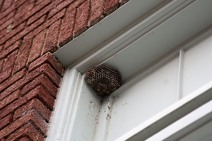 We provide a wasp nest removal service for domestic and commercial properties in Woolwich.